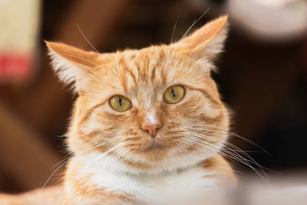 istock Portrait of surprised ginger cat with white spots 2176473885
