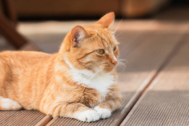 istock Profile portrait of ginger cat with white spots 2176473891