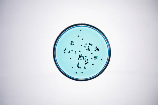 Top view of glass petri dish with bacteria in blue liquid on light table in laboratory of scientific research service, copy space