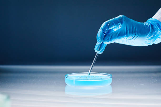 istock Hand in Blue Glove Dripping Liquid from Dropper into Petri Dish on Light Table in Laboratory 2176475761