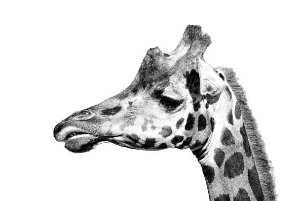 istock Giraffa camelopardalis rothschildi aka Rothschild's Giraffe. 2176477272