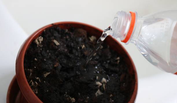 istock water pours from a bottle into a container with soil 2176478846
