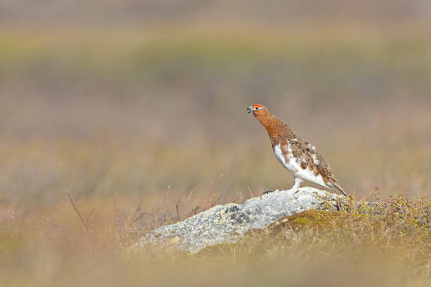 istock A male willow ptarmigan (Lagopus lagopus) calling perched on a rock. 2176479137