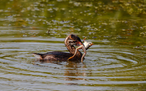istock Pied-billed Grebe with Frog 2176479715