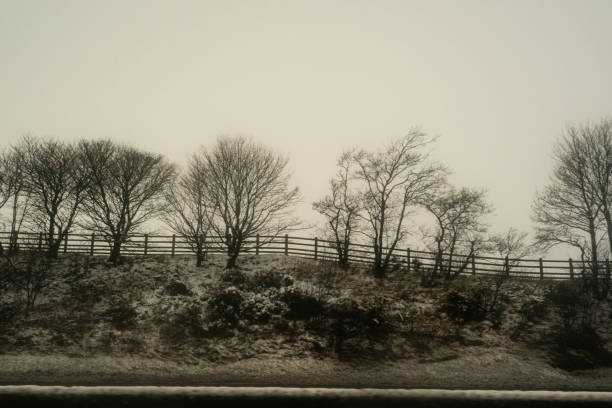 Rainy dreary day with silhoutted trees in Glasgow, Scotland, UK