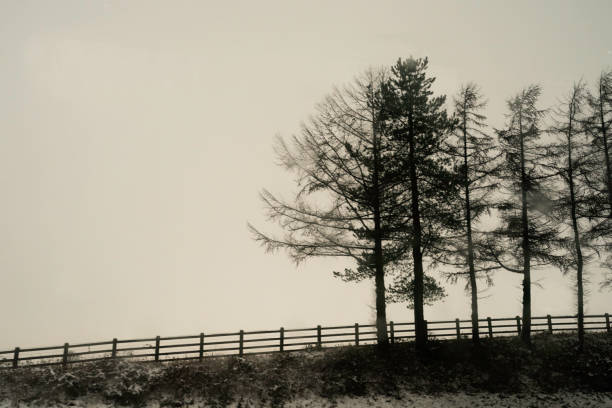 Rainy dreary day with silhoutted trees in Glasgow, Scotland, UK