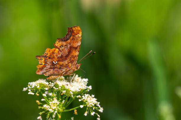 istock Polygonia c-album 2176482838
