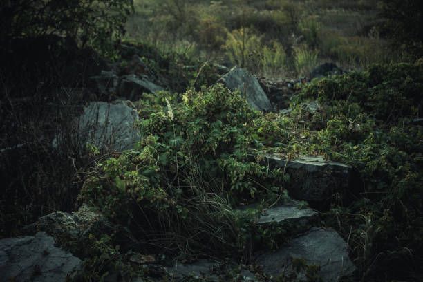 wild hop bush sprouting among the stones