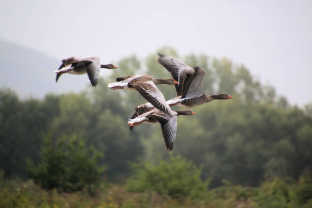 A view of a Greylag Goose at Slimbridge