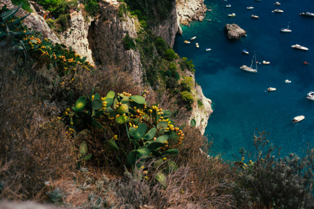 Wild prickly pear plant on the cliff of the spectacular Capri Island in Italy. Sea view with boats, yachts and promontory, cliff and sun reflections on the water. Summer day. Paths over the rocks, serenity and tranquility of the summer heat. Romantic walk with vacation. One of the most beautiful places in the world.