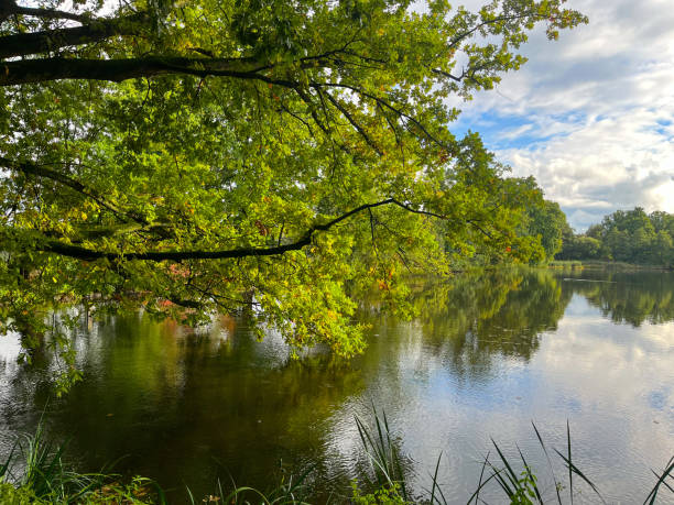 istock Branches Of A Tree With Green Leaves On A Lake 2176487028