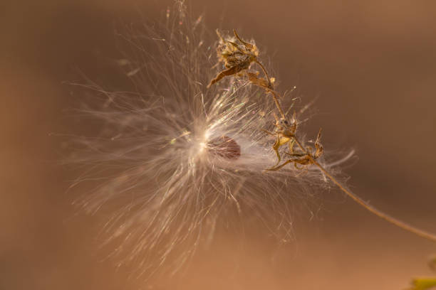 istock dandelion seeds in the wind 2176487634