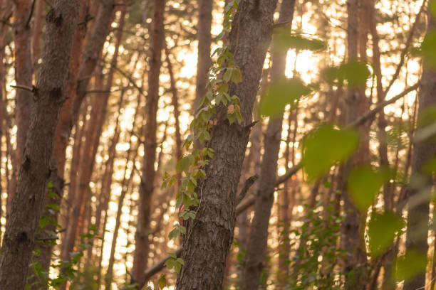 beautiful autumn forest with trees and leaves.