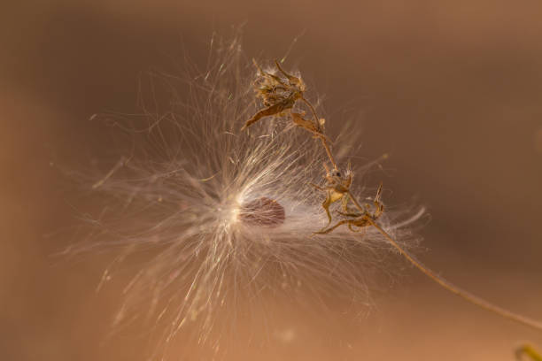 istock dandelion seeds in the wind 2176487638