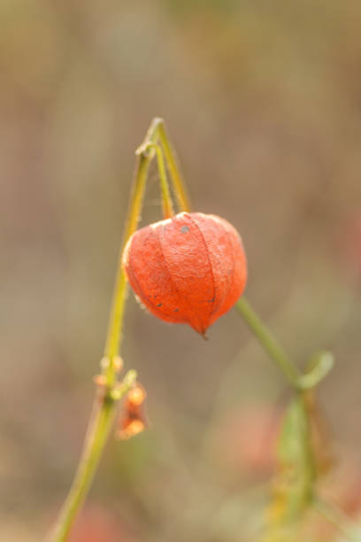 istock Physalis in the Autumn Forest 2176487640