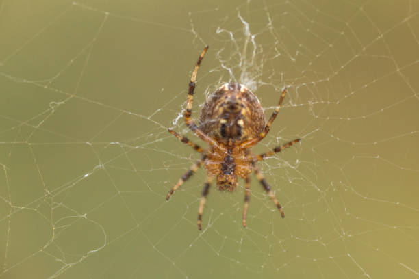 istock close up of a jumping spider 2176487648