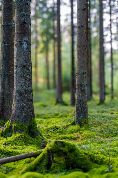 istock A Serene Forest Landscape Featuring Beautiful, Lush Green Moss Coating the Ground Below 2176489787