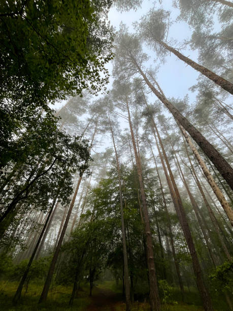 istock Wood Of Pine Trees Forest From Below 2176492225