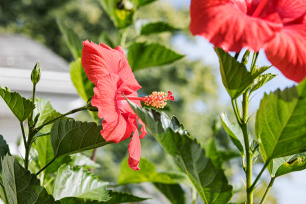 Bright red Hibiscus Rosa-Sinensis (Malvaceae) flowers. These brilliant blossoms have opened for their one day-long moment of glory in this sun drenched spot under a bright sunny sky. Suburban residential district near Rochester, New York State.