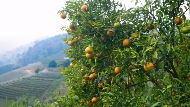 Close-up of an orange tree with ripe oranges in a scenic orchard with mountains in the background. Captures nature's beauty, growth, and the organic cultivation of fruits in a serene environment.