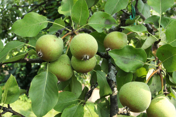 istock pears isolated in the garden 2176496994