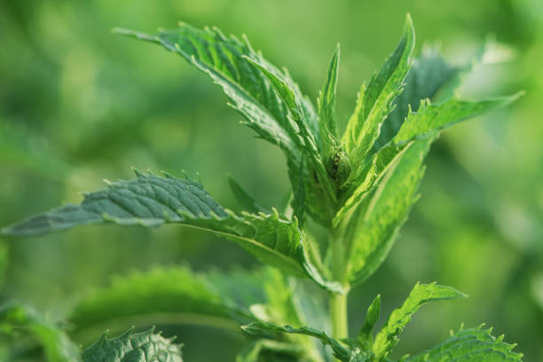 istock Green plant. Mint thin focal piece. Natural background. 2176498092