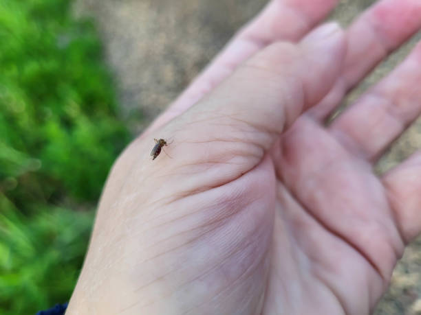 istock On a clear summer day, a fat mosquito drank blood from a woman's hand 2176498794