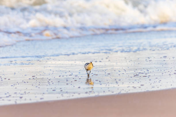 This image captures a Spotted Sandpiper (Actitis macularius) standing on a wet sandy beach with gentle waves and the shoreline in the background. The birds speckled plumage and slender legs are clearly visible, showcasing its natural beauty and behavior. The serene beach setting and the birds natural habitat make this photograph a beautiful representation of coastal wildlife. Perfect for those interested in ornithology, wildlife photography, or the study of shorebirds in their natural environment.