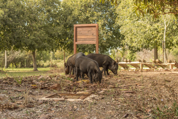 This image captures three medium-sized pigs with dark grey to black coloring, foraging on the ground covered with dry leaves and twigs. In the background, there is a wooden signboard and some trees with green foliage. The setting appears to be a rural or natural outdoor area, highlighting the pigs natural behavior in their habitat.