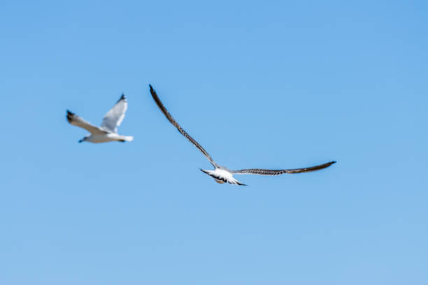 This image captures two seagulls in flight against a clear blue sky. The seagull in the foreground is shown with its wings fully extended, highlighting the detailed pattern of its feathers, while the other seagull is slightly out of focus and further away. The birds are gracefully soaring through the air, embodying the freedom and elegance of wildlife in their natural habitat. The clear sky and bright daylight add to the serene and peaceful atmosphere of the photograph, making it a beautiful representation of natures majesty.