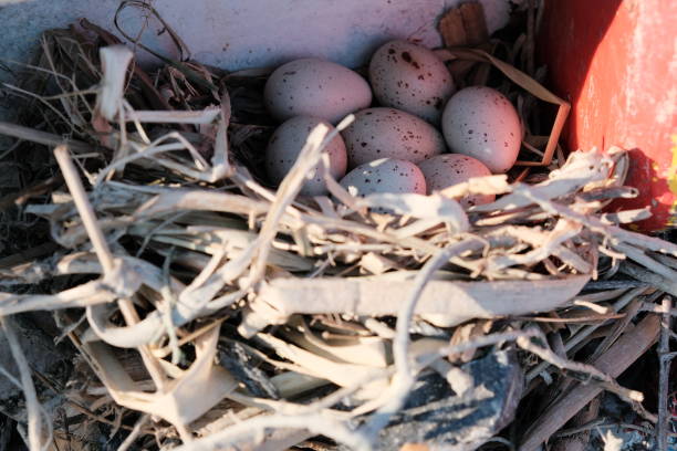 Two eggs are sitting on top of a pile of grass. The eggs are brown and appear to be freshly laid