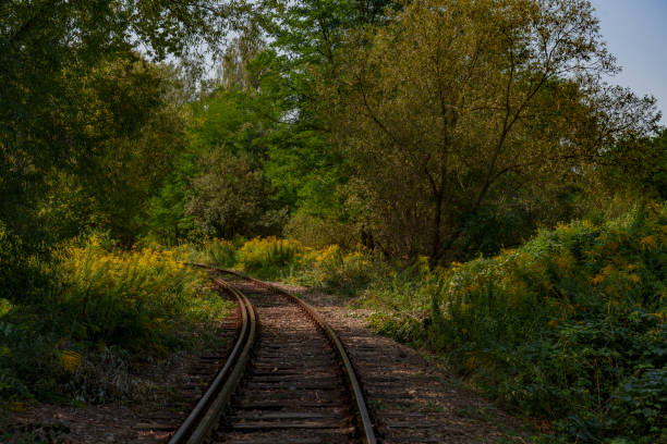 istock Old disused railway tracks running through the forest. 2176503694