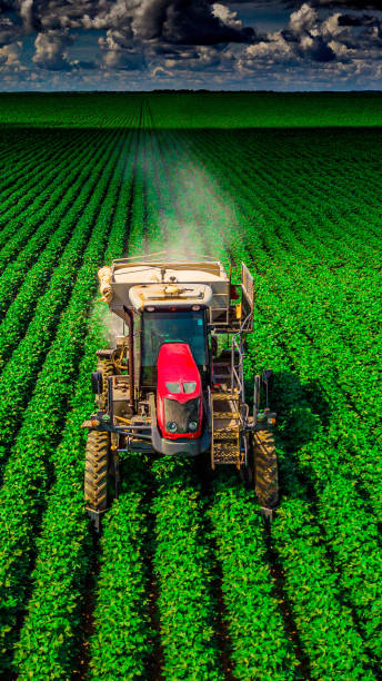 istock Agribusiness: Tractor throwing limestone over crops on the farm. 2176504217