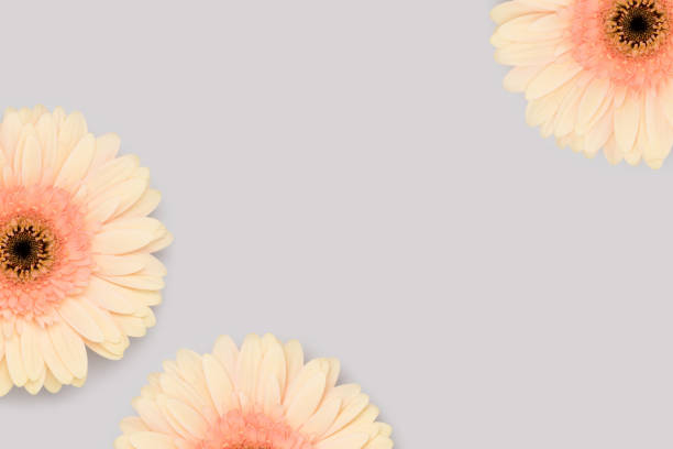 Frame made of beige gerbera flowers on a blue background. Place for text.