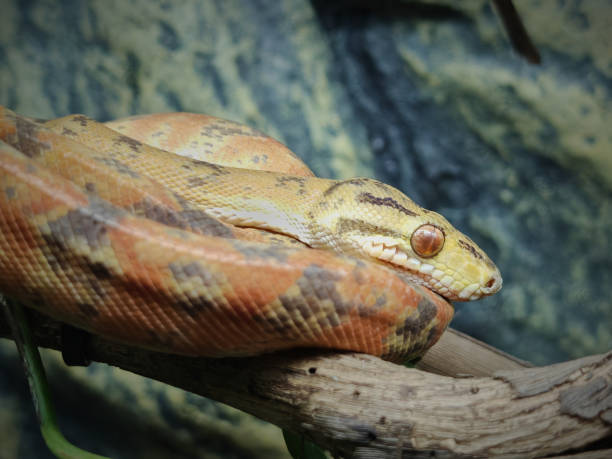 istock Corallus hortulana, Corallus hortulanus, the Amazon tree boa 2176507342