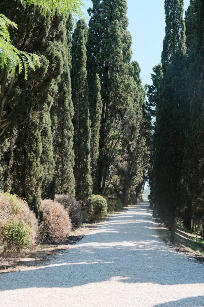istock A scenic road with trees on both sides, under a bright blue sky 2176507982