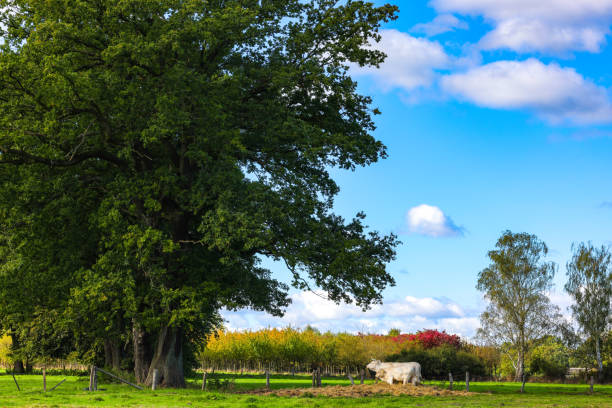 Happy Charolais cows grazing next to a tree on a joyful and bright summer morning.