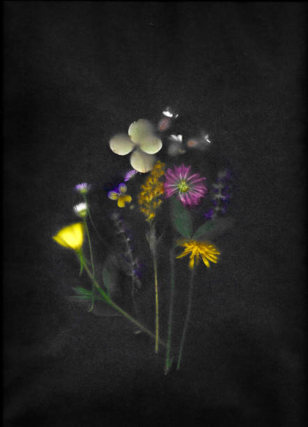 Scaned wild flowers
