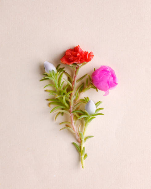 istock Purslane flower bouquet 2176508398