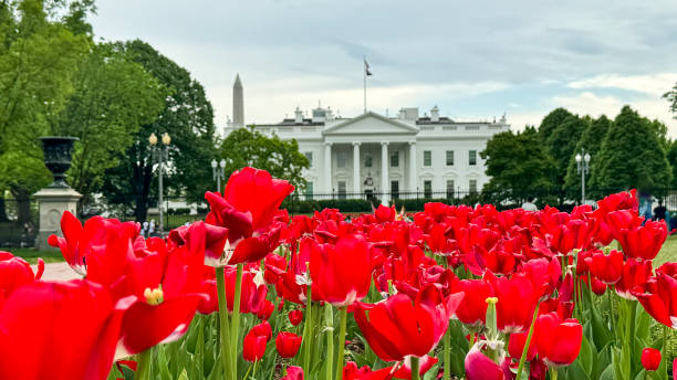 A stunning view of the iconic White House beautifully complemented by a lush display of vibrant red flowers. This picturesque scene captures the essence of Washington, D.C., showcasing the harmonious blend of architecture and nature. Perfect for travel enthusiasts, history lovers, and anyone looking to add a touch of elegance to their collection.