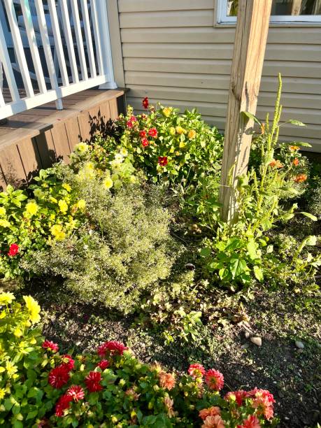 istock Dahlia Garden 2176509390