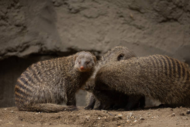 istock Banded Mongoose, group with baby, Mungos mungo 2176510277