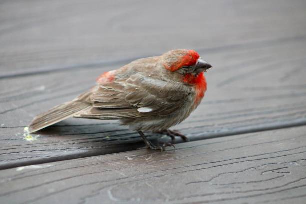 istock Male House Finch 2176511617