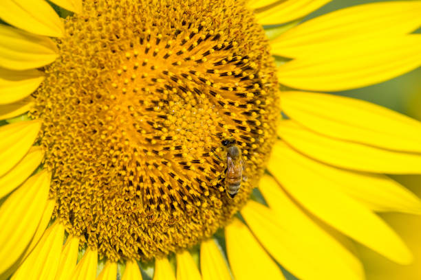 Honey bee collecting nectar from sunflower.