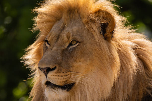 istock close-up image of a lion's head. expression is calm and majestic 2176514393
