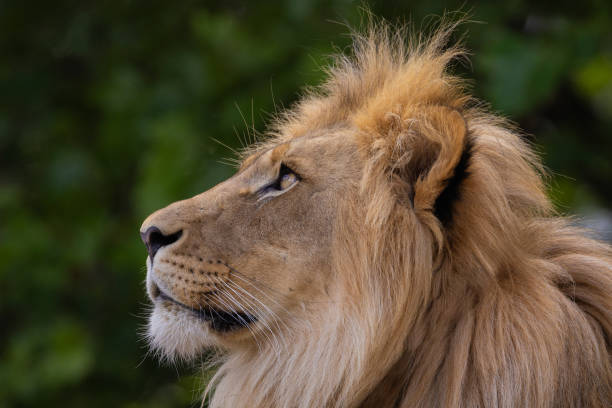 istock close-up image of a lion's head. expression is calm and majestic 2176514512