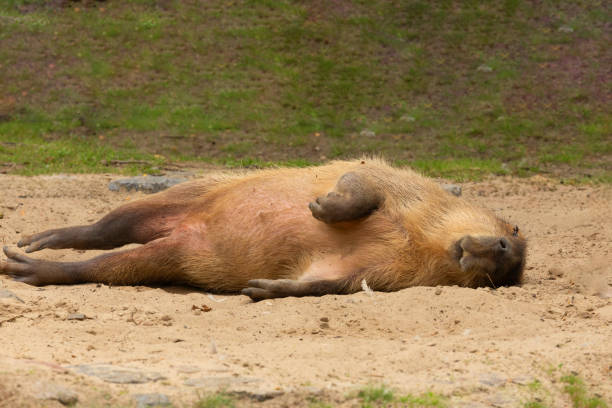 istock Capybara Kapibara Hydrochoerus hydrochaeris 2176514628