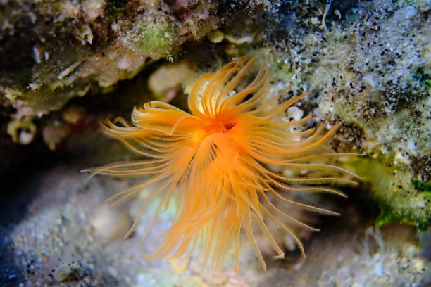istock Polychaeta Smooth tubeworm or red-spotted horseshoe (Protula tubularia) undersea 2176516493