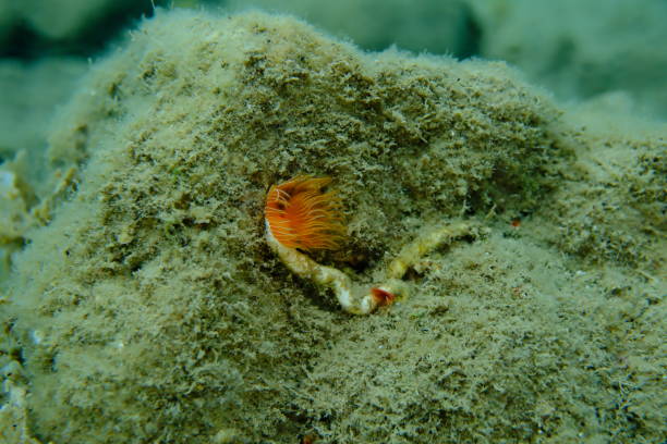 Polychaeta Smooth tubeworm or red-spotted horseshoe (Protula tubularia) undersea, Aegean Sea, Greece, Halkidiki, Pirgos beach