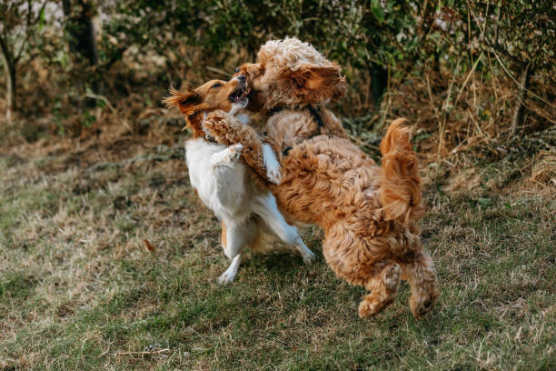 istock Two adorable dogs, a Cockapoo and a Kooikerhondje playing outdoors on a sunny day. The playful interaction captures their fluffy fur, cute expressions, and joyful moment. Perfect pet companions enjoying nature together. 2176519211